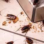 Rid Of Roaches In Your Home